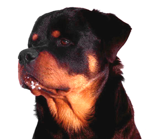 kaiser9months2 Kaiser at 9 months