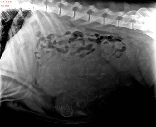 violetultrasound2113