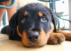 arniesface arniesface