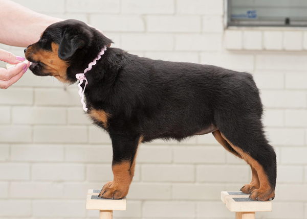 willowstack32313_600